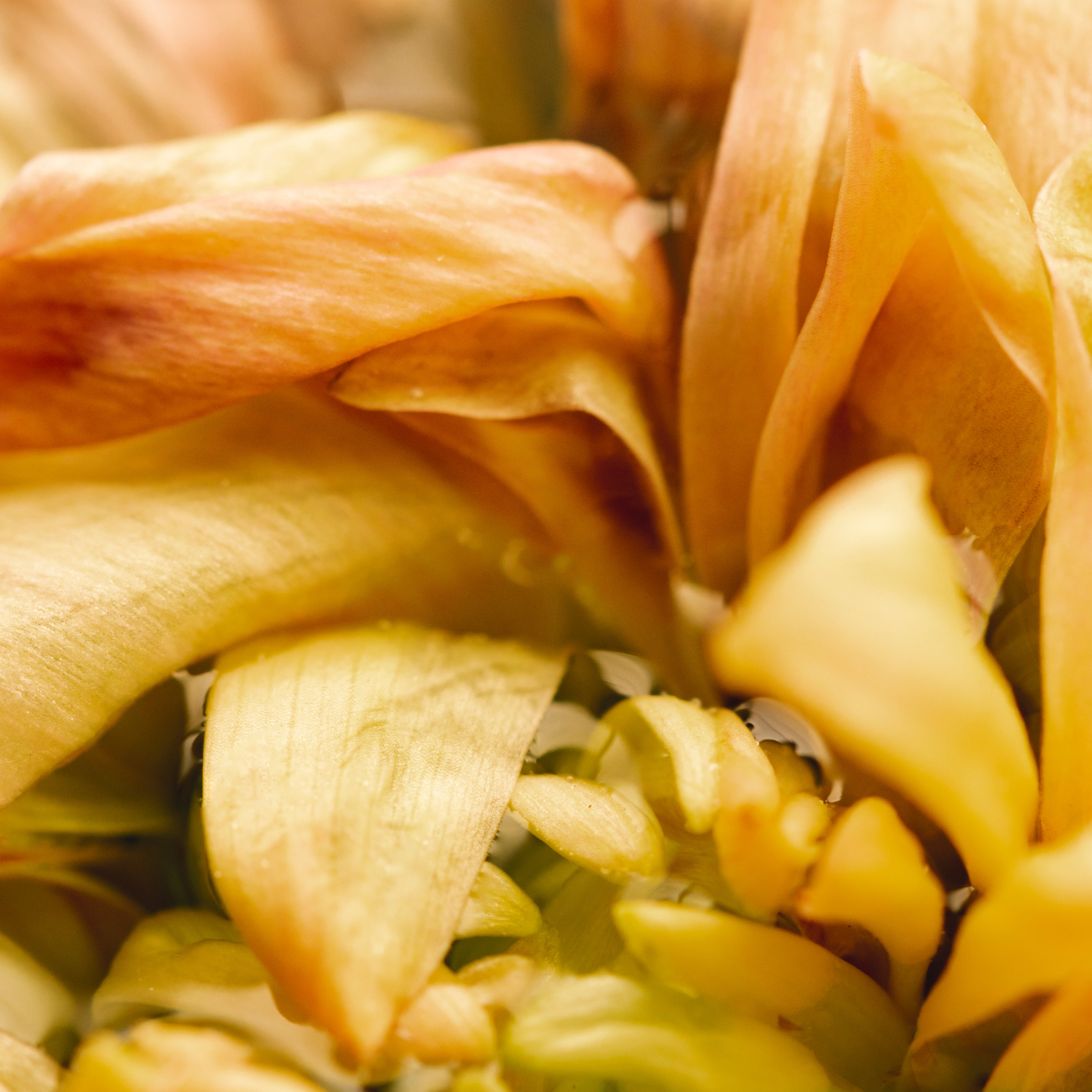 Fall in Love with These Dreamy Perfume Picks