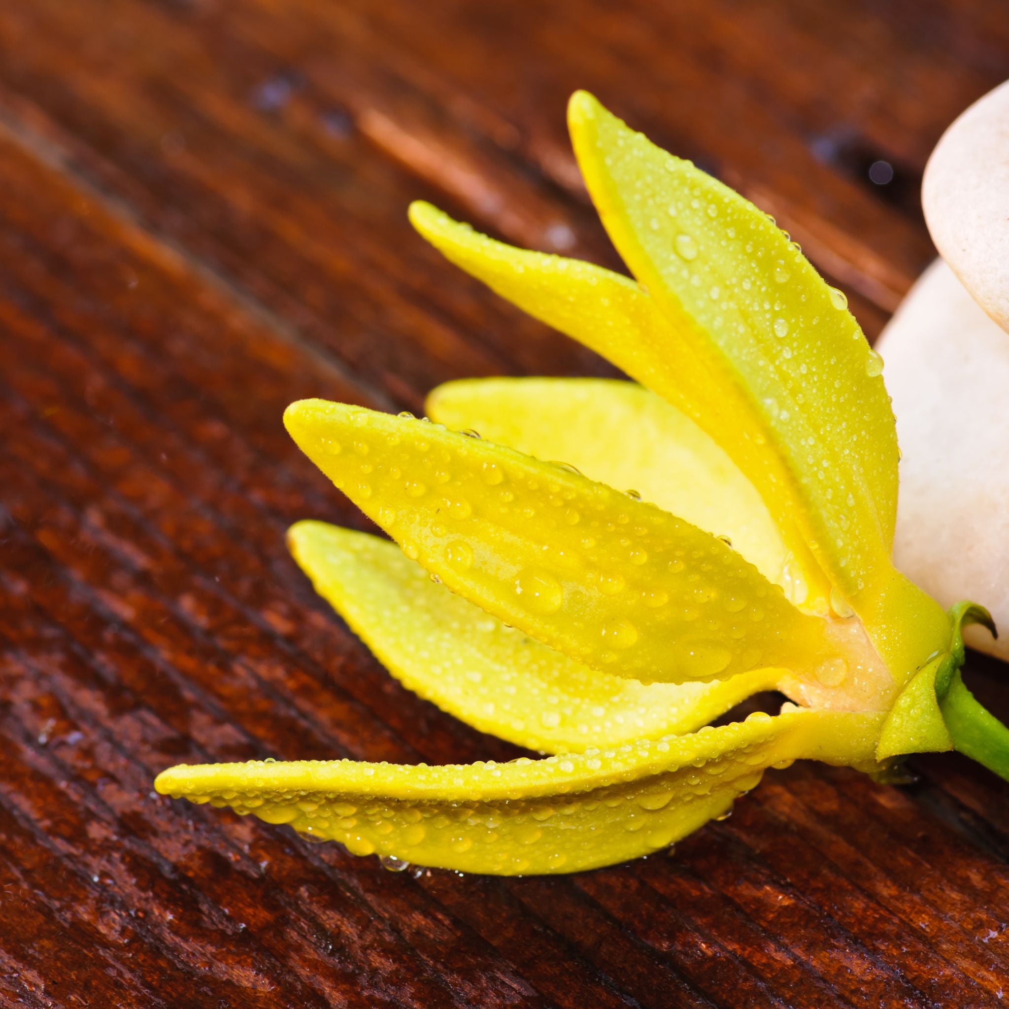 The Floral Enchantment of Ylang Ylang: Five Essential Travel-Size Perfumes