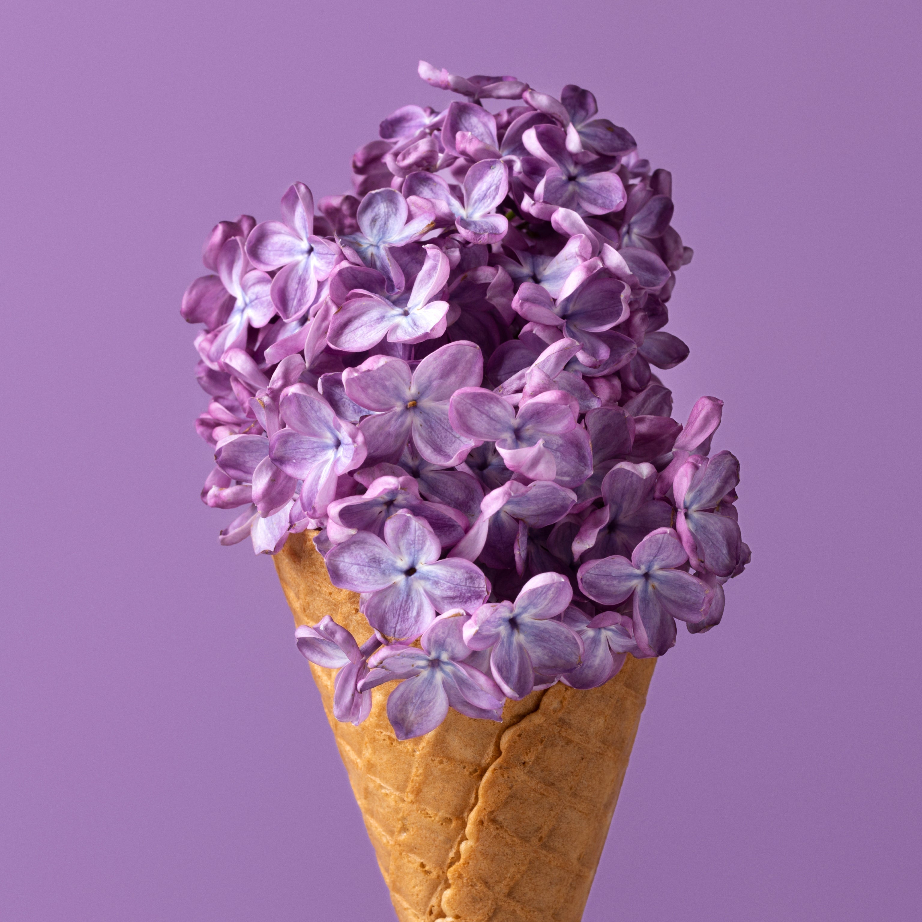 Comparison of sweet lilac perfumes including Dama Bianca, Love At First Sight and Palatine with soft sweet floral notes and powdery floral accords